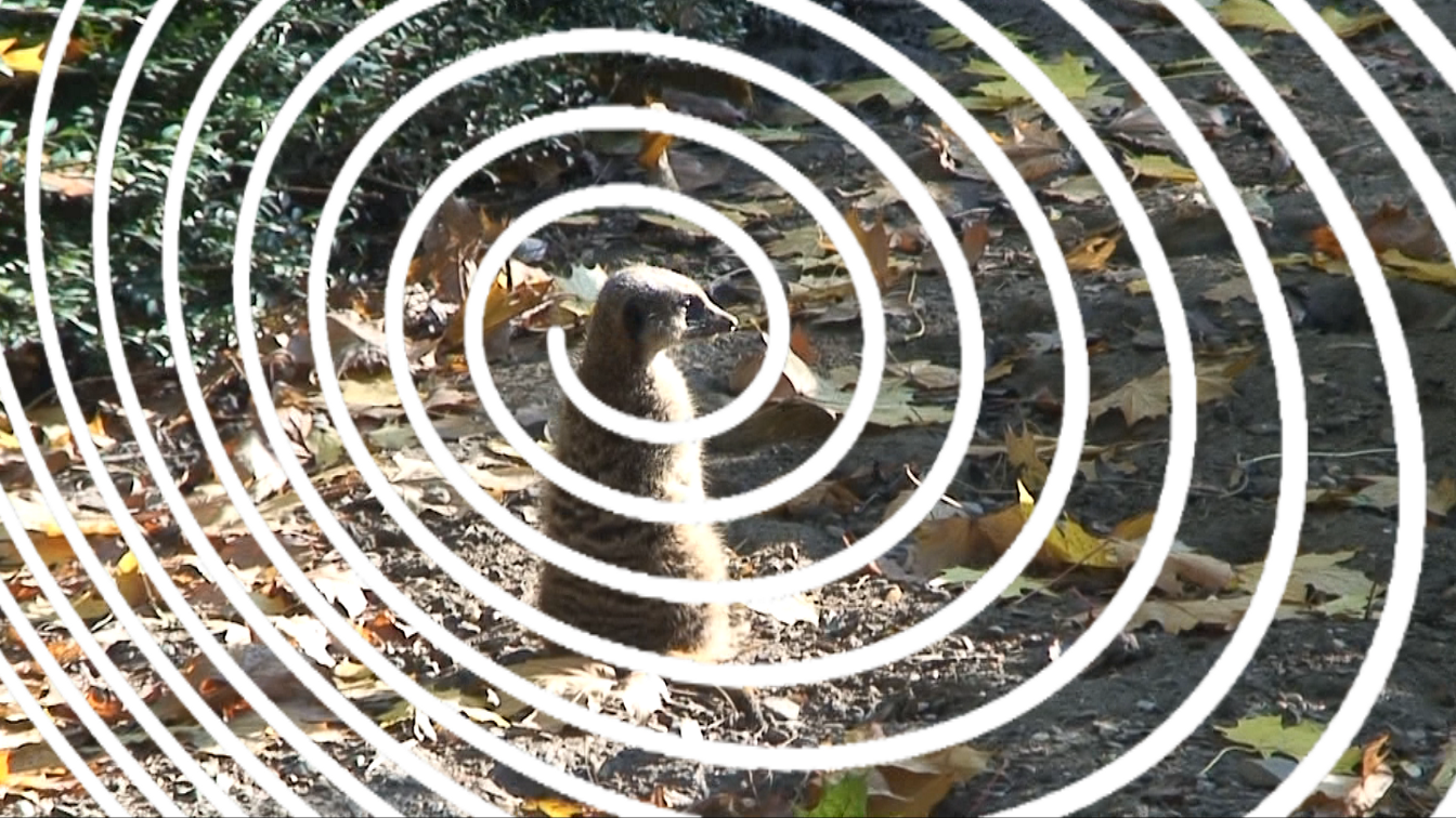 Spirale Spirale
